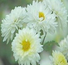 四大怀药之杏宇菊花